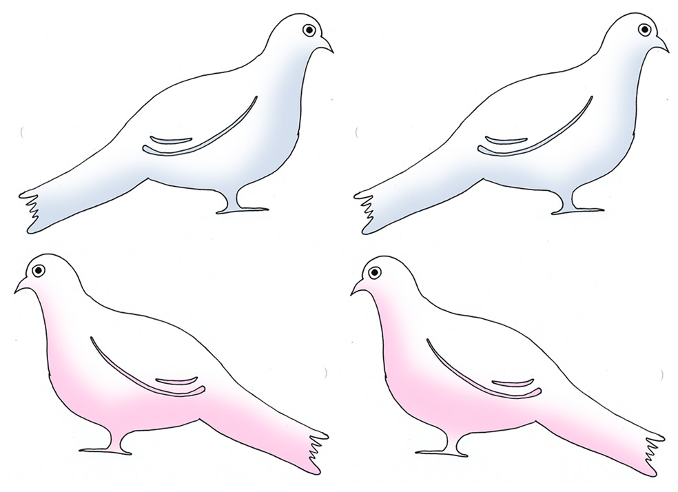 Doves and pigeons as family members to sit in family tree for kids.